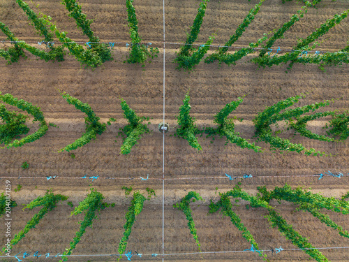 Bavarian Hop field during Spring time in grow phase from top 