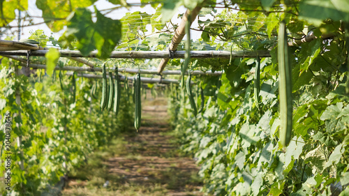 Photography Cultivation of luffa or oyong plants (Luffa acutangula or Luffa aegyptiaca) by planting them using a trellis or pergola system made of bamboo to support creeping growth and facilitate harvesting