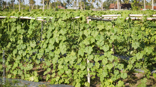 Canvastavla Cultivation of luffa or oyong plants (Luffa acutangula or Luffa aegyptiaca) by planting them using a trellis or pergola system made of bamboo to support creeping growth and facilitate harvesting