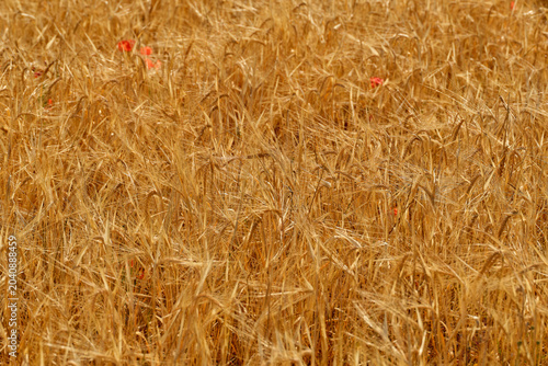 Foto Dense ripe wheat plants forming a natural golden agricultural texture