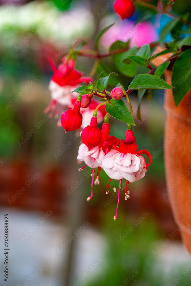 Fototapeta premium Fuchsia is a genus of flowering plants that consists mostly of shrubs or small trees. Almost 110 species of Fuchsia are recognized; the vast majority are native to South America, but a few occur north