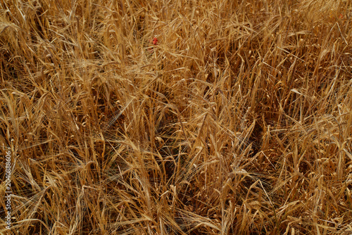 Foto Dense ripe wheat plants forming a natural golden agricultural texture