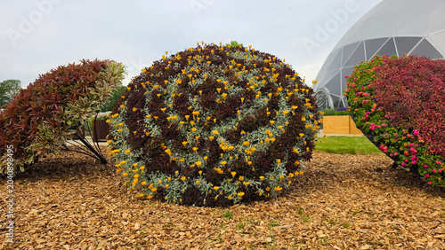 Tableau sur toile Large spherical topiary flower arrangements with detailed patterns on a wood chi