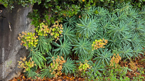 Canvas Print Mediterranean spurge shrubs with blooming chartreuse bracts growing beside a dar