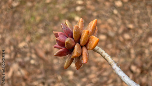 Canvastavla Single coppery bronze succulent rosette growing on a bare woody stem of Graptose