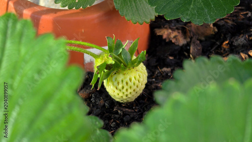 Photos Unripe green garden strawberry fruit growing in soil on Fragaria ananassa plant