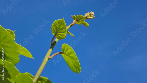 Obraz na plátně Young spring shoot on a fuzzy kiwi vine of Actinidia chinensis