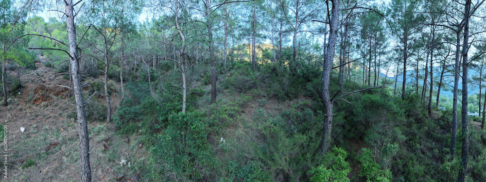 Obraz premium A wide-angle nature photograph showing the interior of a pine forest with Mediterranean vegetation, featuring tree trunks and dense shrubs.