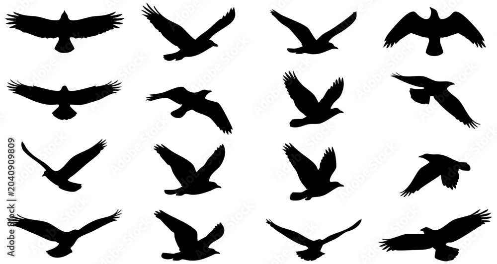 Fototapeta premium Detailed black silhouette vector collection of various flying birds showing different poses in white background