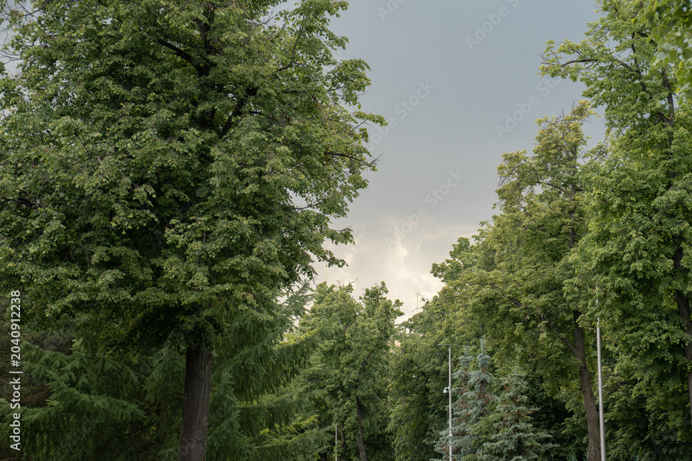 Fototapeta premium Dense green trees fill Luzhniki park landscape beneath dramatic storm clouds after rain, natural urban scenery, evening light. Urban park, landscape, city environment, weather, Moscow destination