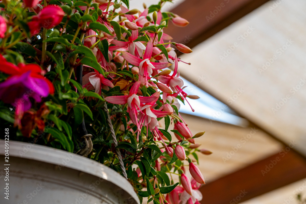 Fototapeta premium Fuchsia is a genus of flowering plants that consists mostly of shrubs or small trees. Almost 110 species of Fuchsia are recognized; the vast majority are native to South America, but a few occur north