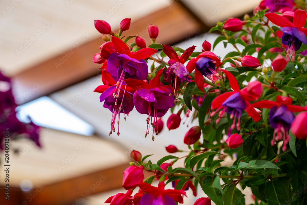Fototapeta premium Fuchsia is a genus of flowering plants that consists mostly of shrubs or small trees. Almost 110 species of Fuchsia are recognized; the vast majority are native to South America, but a few occur north