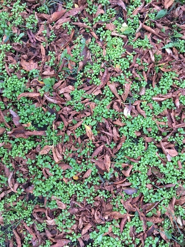 Fotografija Dry chestnut leaves mixed in fresh chickweed creating natural pattern contrastin