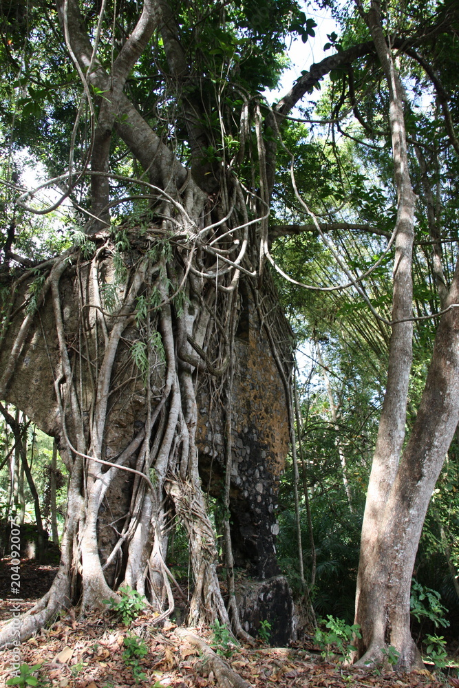 Fototapeta premium Ruines de l'usine sucrière de Soulou, à Mayotte