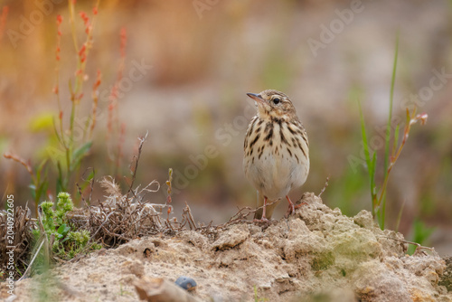 Close-up portrait of a male tree pipit bird standing on sandy soil in a green meadow. Wild songbird looking at the camera on an overcast spring day.