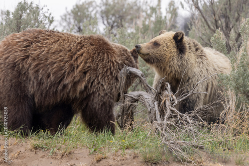 Grizzly Bear Sow and her Grown Cub in Springtime in Yellowstoen National Park Wyoming