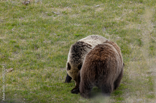 Grizzly Bear Sow and her Grown Cub in Springtime in Yellowstoen National Park Wyoming