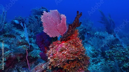 Tropical red coral, scuba diving on the deep reef. Vivid wild marine life in the murky ocean, underwater video. Colorful healthy aquatic ecosystem. Travel footage, deep reef.