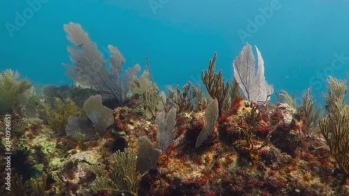 Underwater beautiful rich coral reef, with the soft corals and water plants moving in the sea. Scuba diving on the tropical reef with aquatic water life. Adventure ocean trip to island with reef.