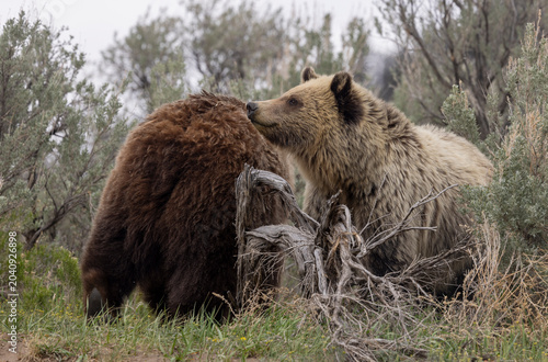 Grizzly Bear Sow and her Grown Cub in Springtime in Yellowstoen National Park Wyoming