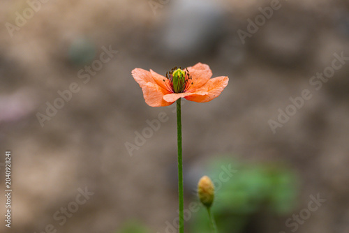 Foto ナガミヒナゲシの一輪（外来種・駆除対象の雑草）