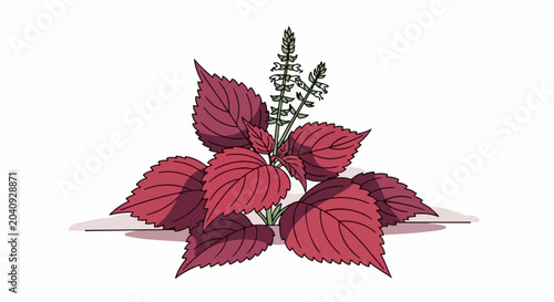 Illustration of a leafy red plant with small white flowers on green stems