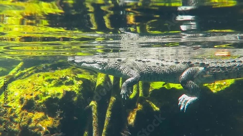Travel underwater footage, swimming crocodile in the lagoon with green background. Big animal reptile, crocodile in the shallow water. Detail of skin, mouth and legs.