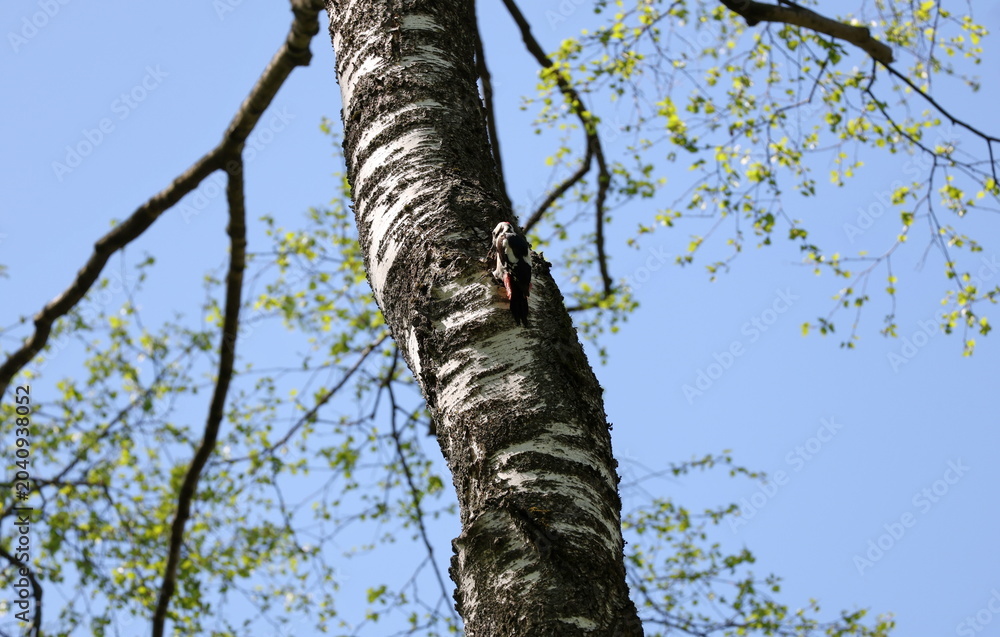Fototapeta premium Great spotted woodpecker watching from birch tree, Dendrocopos major