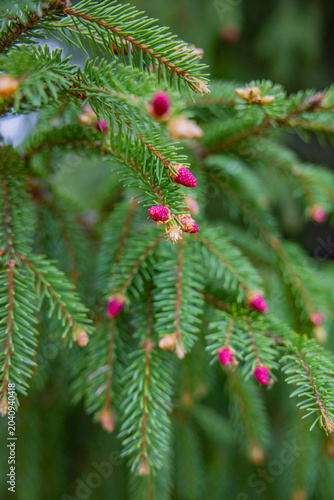 Frische Knospen an einem Tannenbaum