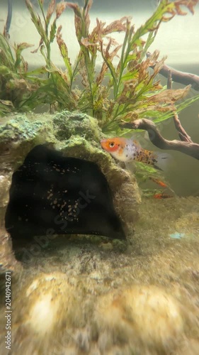 Des poissons Platy dans un aquarium domestique. Xiphophorus maculatus.	