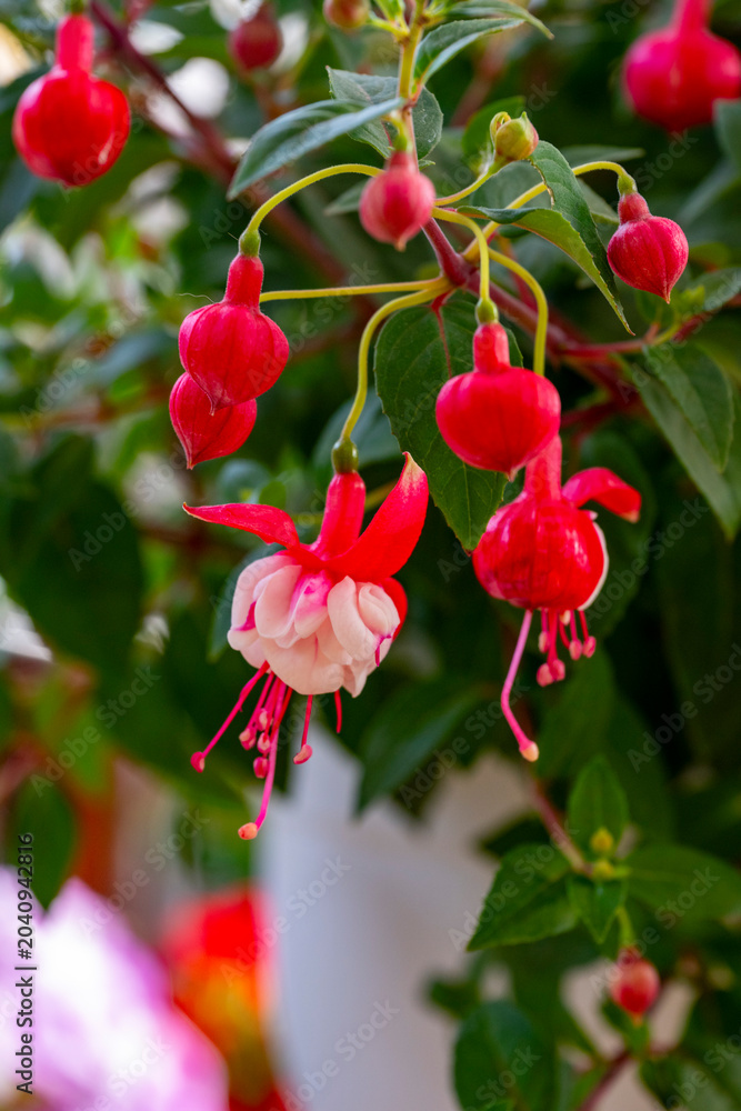 Fototapeta premium Fuchsia is a genus of flowering plants that consists mostly of shrubs or small trees. Almost 110 species of Fuchsia are recognized; the vast majority are native to South America, but a few occur north