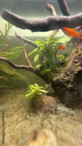 Des poissons Platy dans un aquarium domestique. Xiphophorus maculatus.	