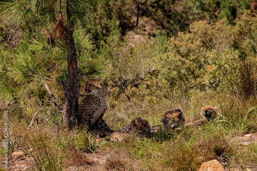 Cheetah family resting in natural habitat in South Africa