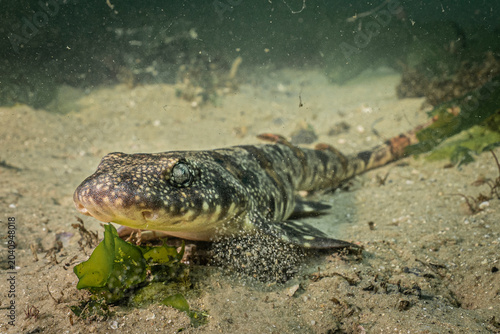 Bild auf Leinwand Shy Shark Resting on Reef Floor in South African Waters