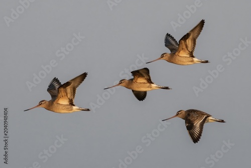 Flock of bar-tailed godwits flies in sky. Four birds with long beaks and spotted feathers soar gracefully. Avian wildlife in natural habitat, migrating during day.