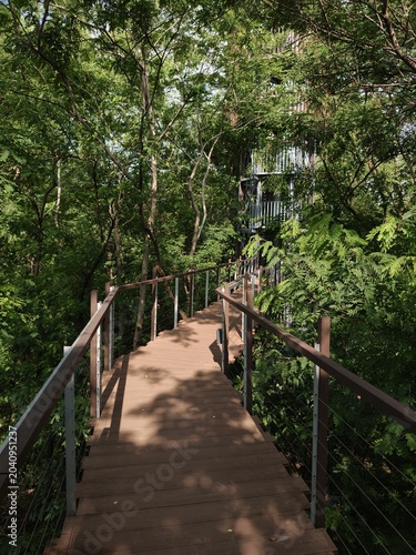 Elevated Wooden Walkway Through Lush Forest Tree Canopy