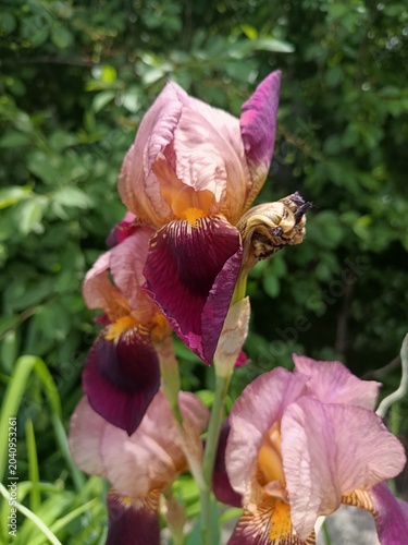 Purple iris flower