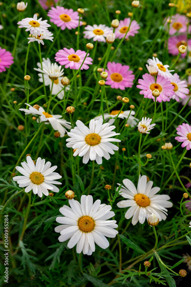 Fototapeta premium Bellis perennis, the daisy, is a European species of the family Asteraceae, often considered the archetypal species of the name daisy. To distinguish this species from other plants known as daisies, i