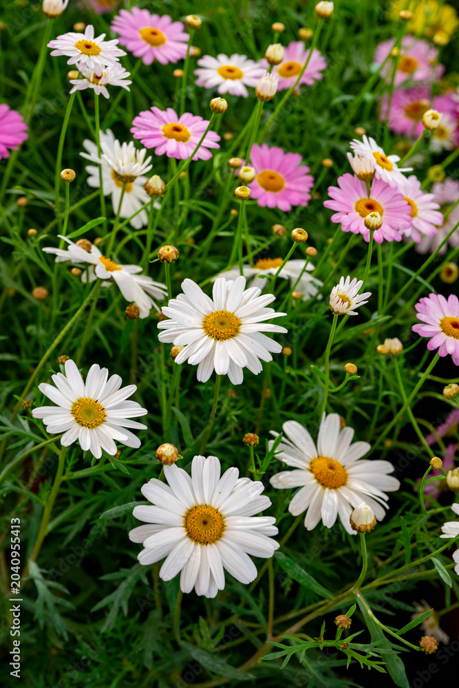 Obraz premium Bellis perennis, the daisy, is a European species of the family Asteraceae, often considered the archetypal species of the name daisy. To distinguish this species from other plants known as daisies, i