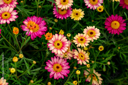 Принти на полотні Bellis perennis, the daisy, is a European species of the family Asteraceae, often considered the archetypal species of the name daisy