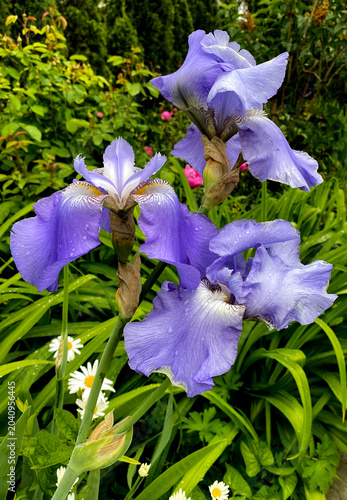 Tableau sur toile The photograph shows irises, also known as irises, which belong to the Iridaceae family