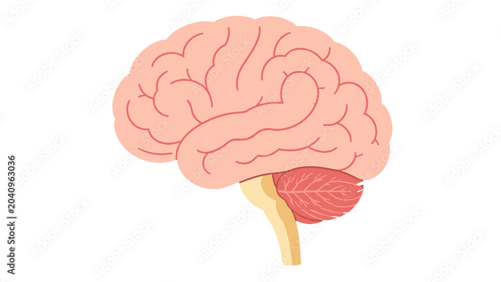 Obraz premium Human brain side view anatomical vector illustration