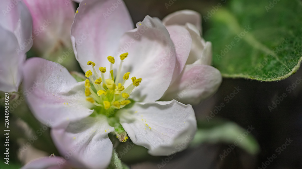 Fototapeta premium Macro shot of single apple blossom flower blooming in spring orchard