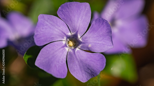 Top view macro shot of blooming purple periwinkle flower in spring garden