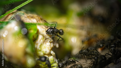 Extreme close-up of a black ant eating organic food leftovers