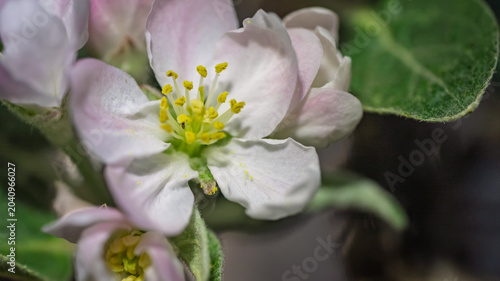 Extreme close-up of apple blossom flower center with yellow stamens