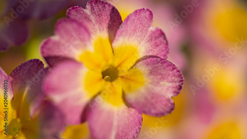 Extreme macro shot of pink and yellow primrose flower center