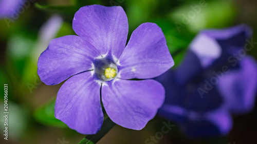 Top view macro shot of single violet periwinkle flower blooming in garden