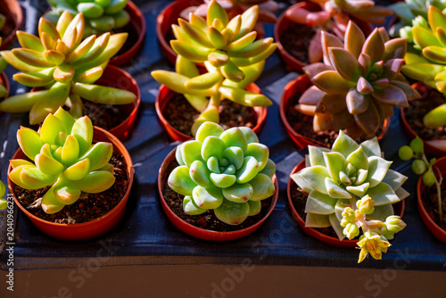 Bild auf Leinwand Sedum is a large genus of flowering plants in the family Crassulaceae, members of which are commonly known as stonecrops