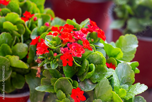 Cuadro en lienzo Euphorbia milii, the crown-of-thorns, Christ plant or Christ's thorn, is a species of flowering plant in the spurge family, Euphorbiaceae, native to Madagascar